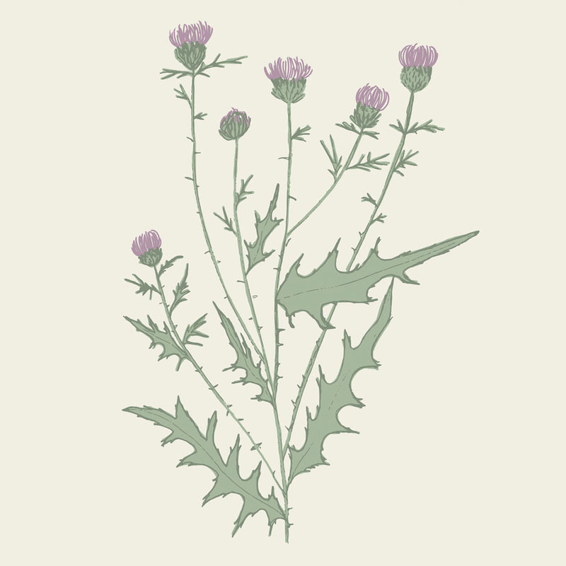 Purple Bull Thistle Canvas Wall Art