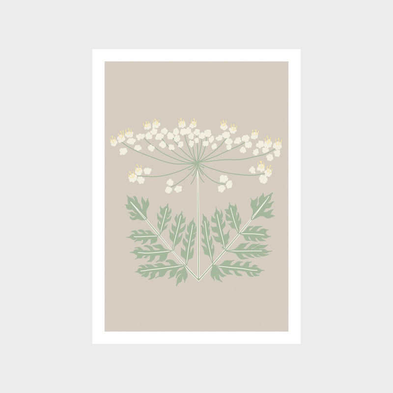 Queen Annes Lace Art Print