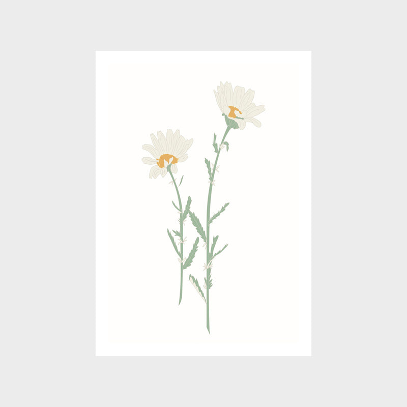 Wildflower Oxeye Art Print