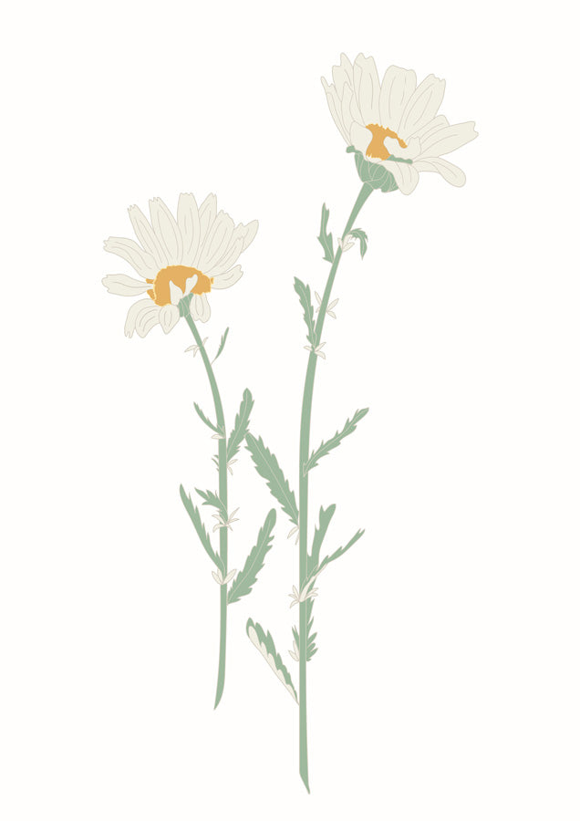 Oxeye Daisy Canvas Wall Art