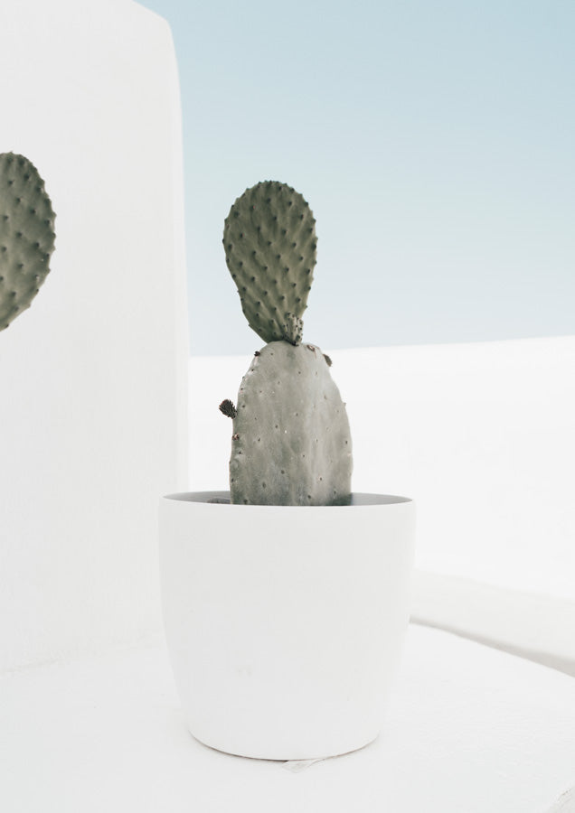 Minimal Cactus Santorini Canvas Wall Art