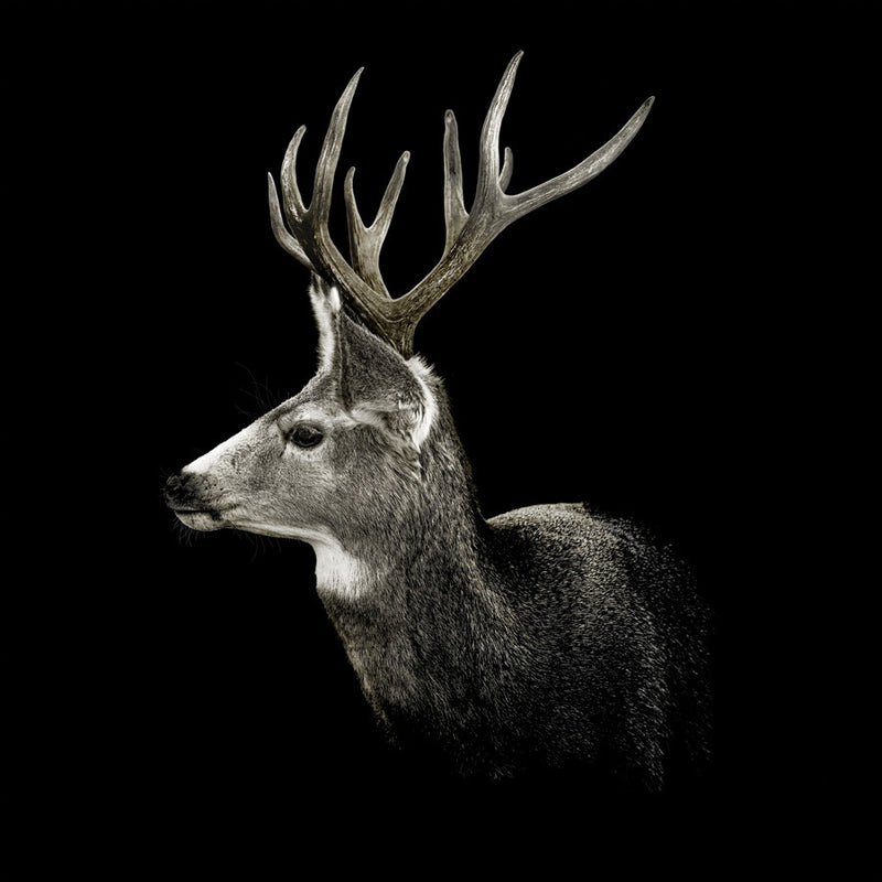 Mule Deer On Black