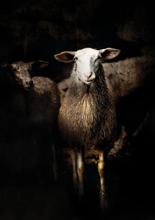 BB Lamb