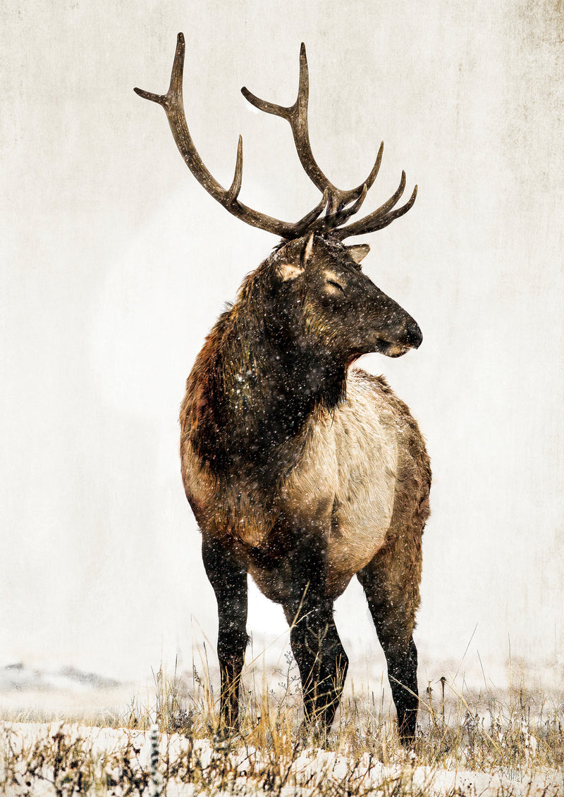 New Elk