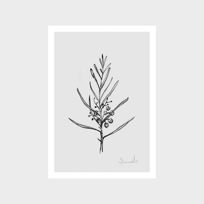 Blackwood Sapling Art Print