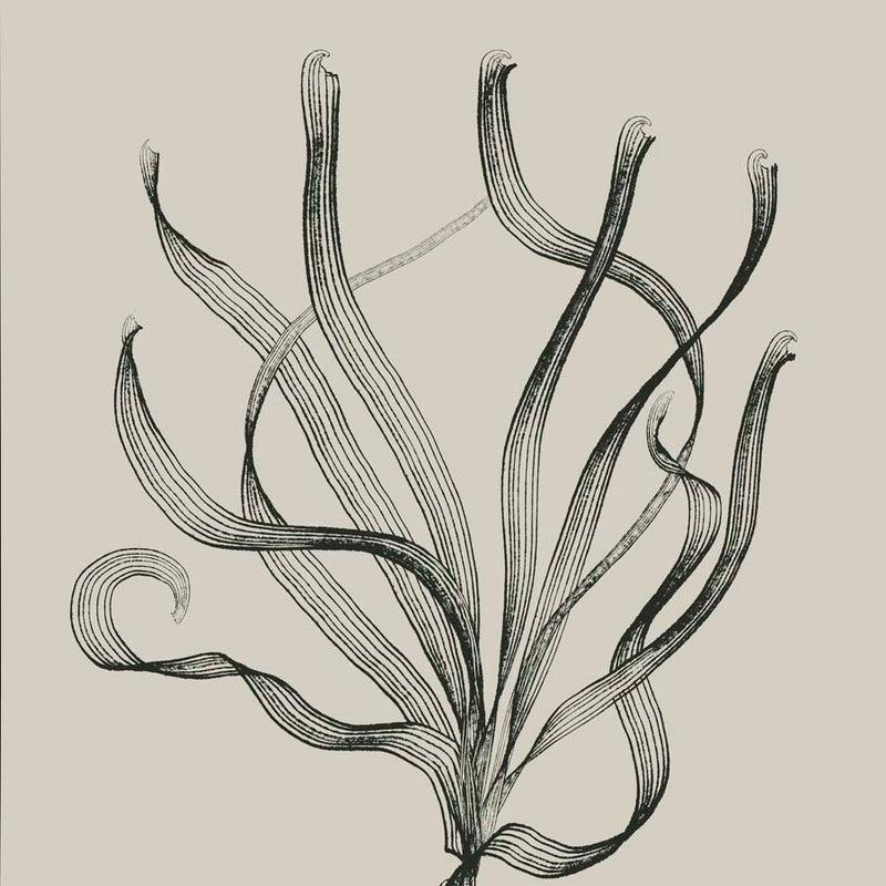 Seagrass 2 Canvas Wall Art